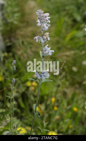 Minette, Nepeta nepetella, en fleur sur banc de pierres sèches, Alpes françaises. Banque D'Images