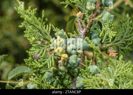 Genévrier espagnol, Juniperus thurifera, poussant dans les Alpes françaises occidentales, à Saint Crépin. Cônes femelles. Banque D'Images