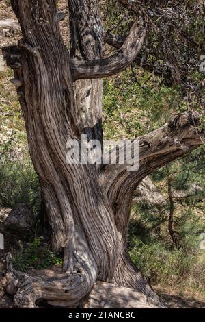 Genévrier espagnol, Juniperus thurifera, poussant dans les Alpes françaises occidentales, à Saint Crépin. Banque D'Images