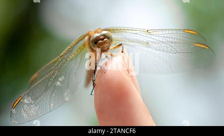 Macro de libellule avec des ailes transparentes et de grands yeux assis sur le doigt féminin Banque D'Images