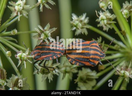 Punaise Minstrel, Graphosoma italicum paire sur umbellifer. Banque D'Images