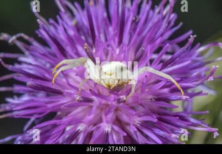 Crabe-araignée, Misumema vatia, avec fourmi irritante ; sur fleur de chardon. Banque D'Images