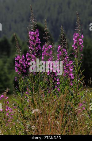 Bouquet de Rosebay Willow-Herb, Chamerion angustifolium, dans les Alpes Maritimes. Banque D'Images