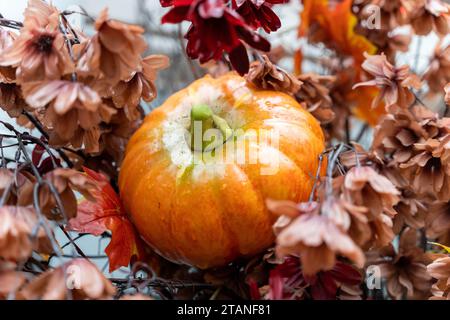 Belle composition de nature morte capturant l'essence de l'automne avec des citrouilles mûres et un feuillage vibrant dans une parcelle de citrouille pittoresque Banque D'Images