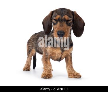 Adorable chien teckel brun chiot, debout sur le côté. Les deux yeux fermés. isolé sur fond blanc. Banque D'Images