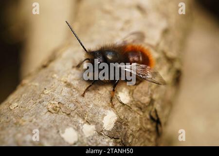 Gros plan détaillé sur un mâle poilu rouge coloré de l'abeille maçon du verger à cornes européenne, Osmia cornuta assis sur une branche Banque D'Images