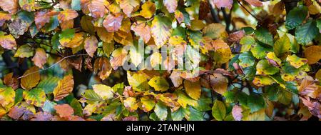 gros plan de feuilles de hêtre sur haie avec des couleurs d'automne à l'automne Banque D'Images