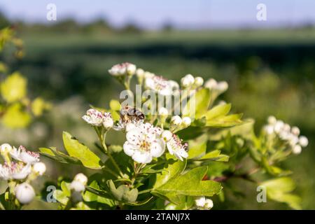 Un buisson de fleurs blanches avec de petites fleurs blanches et deux abeilles dessus Banque D'Images