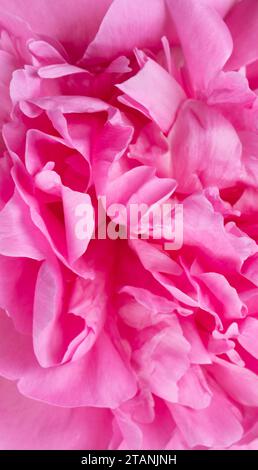 Fond vertical de pivoine rose, pétales gros plan, fond de pétales de fleur rose vue de dessus. Photo de haute qualité Banque D'Images