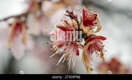 Macro de flocons de neige tombant sur les fleurs de cerisier au ralenti. Beauté de la nature et impact du changement climatique sur la météo Banque D'Images