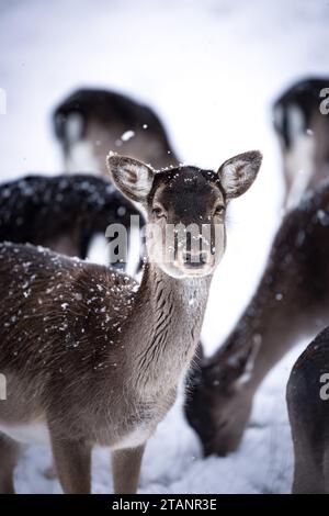 Portrait d'un cerf de jachère brun sur un champ de neige blanc en Allemagne dans une tempête de neige Banque D'Images