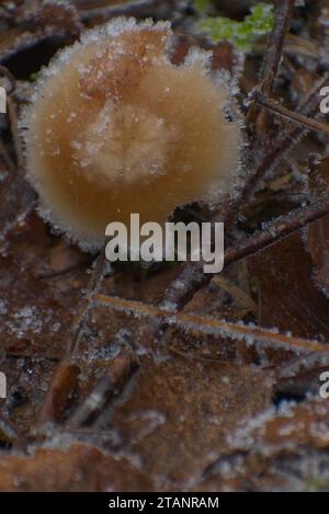 Champignons, (champignon, tabouret de toadstool) enrobés de gel. Dans la nature du sol boisé. Banque D'Images