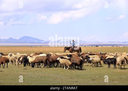 Août 23 2023 - lac Song kol au Kirghizistan : les nomades vivent leur vie ordinaire sur les pâturages d'été Banque D'Images