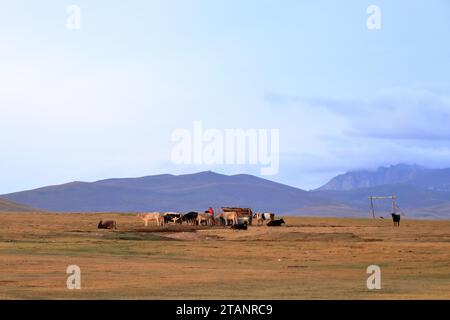 Août 23 2023 - lac Song kol au Kirghizistan : les nomades vivent leur vie ordinaire sur les pâturages d'été Banque D'Images