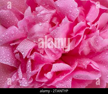 pivoine rose humide, pétales gros plan, fond de pétales de fleurs roses. Images 4k de haute qualité Banque D'Images