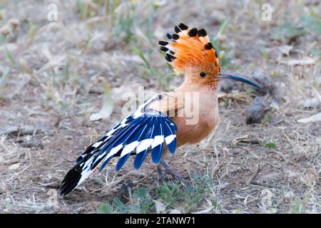 Eurasian Hoopoe à la recherche de nourriture sur l'herbe Banque D'Images