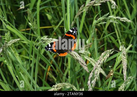 Gros plan naturel sur un seul papillon Red Admiral, Vanessa atalanta, assis dans une prairie Banque D'Images