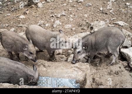 Cochon de l'ethnie h'mong à Sapa - vietnam Banque D'Images