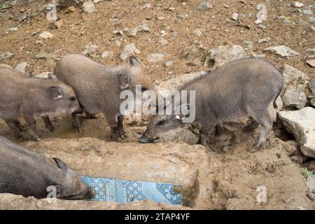 Cochon de l'ethnie h'mong à Sapa - vietnam Banque D'Images