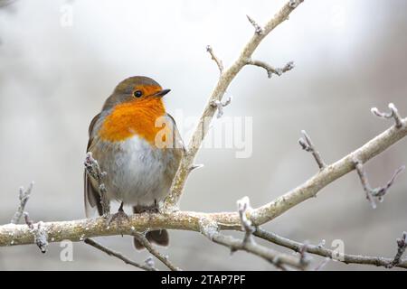 Kidderminster, Royaume-Uni. 2 décembre 2023. Météo au Royaume-Uni : la faune locale est juste sur le point de faire face au temps rude et glacial aujourd'hui. Ce petit rouge-gorge d'hiver gonfle ses plumes pour tenter de conserver une certaine chaleur corporelle car les températures restent en dessous du point de congélation. Crédit : Lee Hudson/Alamy Live News Banque D'Images