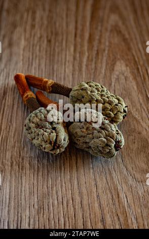 fruits du magnolia sur table en bois Banque D'Images