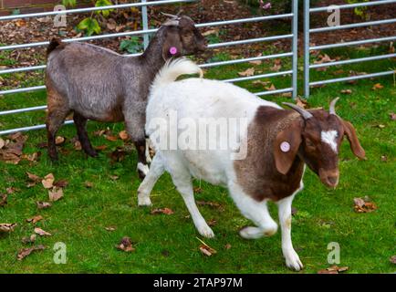 Westbourne, Bournemouth, Dorset Royaume-Uni. 2 décembre 2023. Bournemouth Eastcliff East Cliff boer chèvres boer chèvres obtiennent une journée en ville ; normalement, ils sont sur les falaises mangeant la végétation, mais aujourd'hui ils ont un changement de décor, se rendant à la rencontre des membres du public à Westbourne et ayant quelques friandises, y compris les choux de bruxelles. Crédit : Carolyn Jenkins/Alamy Live News Banque D'Images