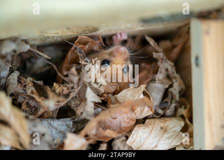 Hazel dormouse pendant la vérification de la boîte de nid montrant sa tête Banque D'Images