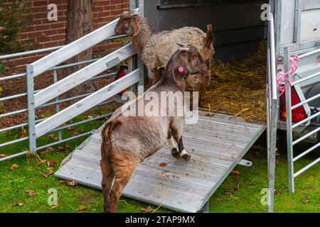 Westbourne, Bournemouth, Dorset Royaume-Uni. 2 décembre 2023. Bournemouth Eastcliff East Cliff boer chèvres boer chèvres obtiennent une journée en ville ; normalement, ils sont sur les falaises mangeant la végétation, mais aujourd'hui ils ont un changement de décor, se rendant à la rencontre des membres du public à Westbourne et ayant quelques friandises, y compris les choux de bruxelles. Crédit : Carolyn Jenkins/Alamy Live News Banque D'Images