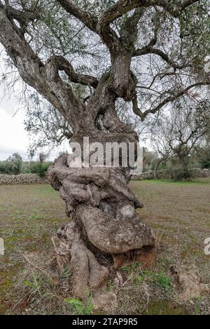 Olivier vieux de plusieurs siècles frappé par la bactérie Xylella fastidiosa à Lecce, région des Pouilles, Italie Banque D'Images