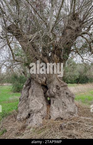 Olivier vieux de plusieurs siècles frappé par la bactérie Xylella fastidiosa à Lecce, région des Pouilles, Italie Banque D'Images