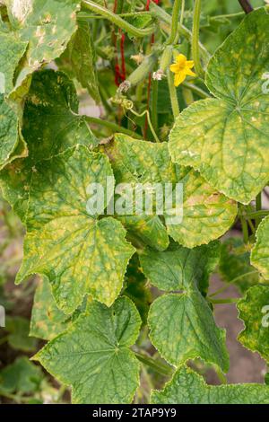 Plante de concombre infectée par le mildiou duveteux ou Pseudoperonospora cubensis dans le jardin, gros plan. Maladie des légumes des cucurbitacées. Feuilles avec des taches jaunes en mosaïque. Banque D'Images