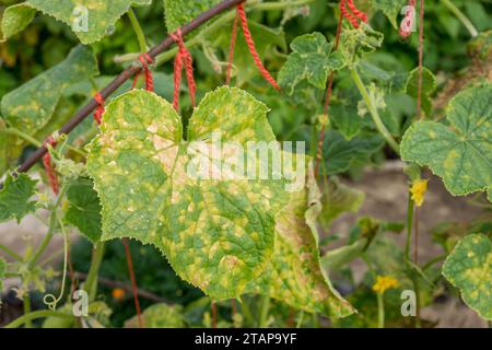 Feuille de concombre infectée par le mildiou duveteux ou Pseudoperonospora cubensis dans le jardin, gros plan. Maladie des légumes des cucurbitacées. Feuilles avec des taches jaunes en mosaïque. Banque D'Images