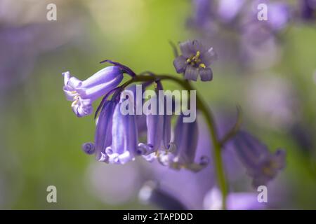 Bluebells Hyacinthoides non-scripta, floraison dans les bois, gros plan, North Yorkshire, mai Banque D'Images