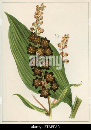 Faux hellebore Veratrum nigrum, (livre de jardin, 1896), Schwarzer Germer Banque D'Images