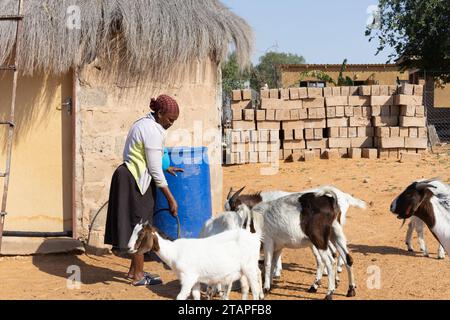 femme africaine de village debout dans la cour avec les chèvres dans une journée ensoleillée Banque D'Images