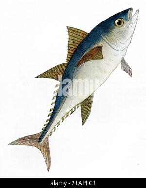 Thon rouge de l'Atlantique Thunnus thynnus, (livre zoologique, 1909), Roter Thunfisch Banque D'Images