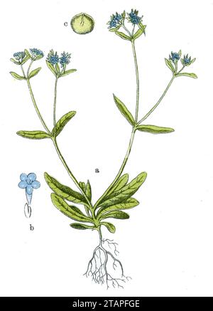 Salade de maïs Valerianella locusta, (livre botanique, 1909), Feldsalat Banque D'Images