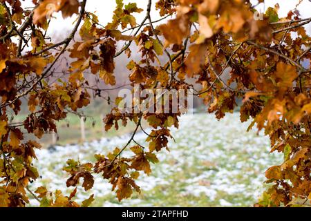 Braunes Herbstlaub auf einer Eiche im Winter Banque D'Images