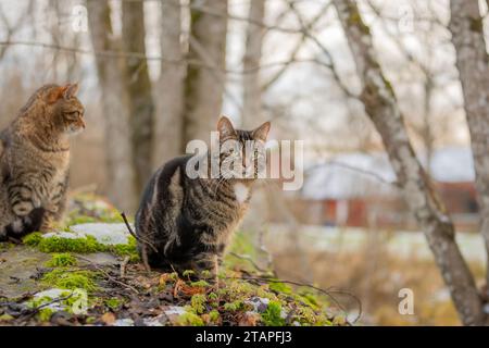 Chats animaux de compagnie à l'extérieur dans la campagne Banque D'Images