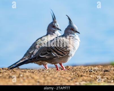 Deux pigeons à crête (Ocyphaps lophotes) dans la nature. Nouvelle-Galles du Sud, Australie. Banque D'Images