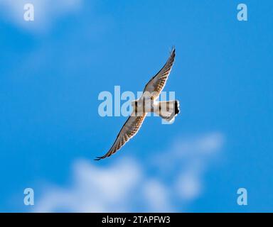 Un Nankeen Kestrel (Falco cenchroïdes) volant dans le ciel bleu. Nouvelle-Galles du Sud, Australie. Banque D'Images