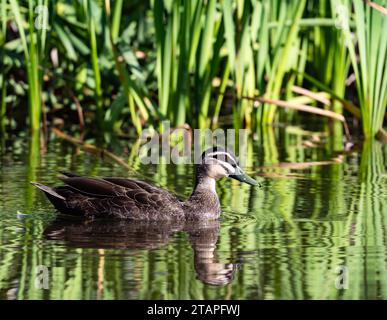 Un Canard noir du Pacifique (Anas superciliosa) nageant dans un marécage de roseaux. Nouvelle-Galles du Sud, Australie. Banque D'Images