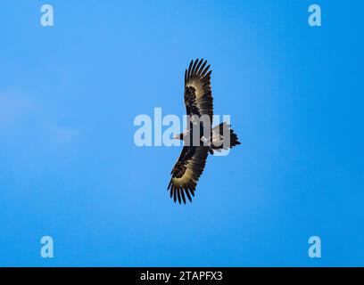 Un aigle à queue en coin (Aquila audax) s'envole dans le ciel bleu. Nouvelle-Galles du Sud, Australie. Banque D'Images