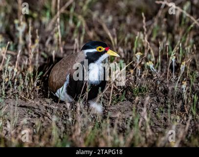 Un vanneau bandé (Vanellus tricolor) se cachant dans l'herbe la nuit. Nouvelle-Galles du Sud, Australie. Banque D'Images