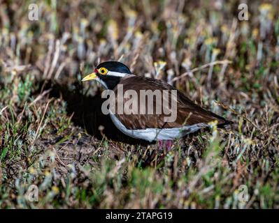 Un vanneau bandé (Vanellus tricolor) se cachant dans l'herbe la nuit. Nouvelle-Galles du Sud, Australie. Banque D'Images