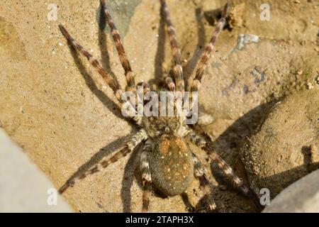 Macro photo de l'araignée lycosa sur la pierre de la rivière Banque D'Images