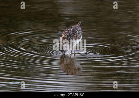 Moindre Sandpiper (Calidris minutilla) debout dans les marais humides et buvant, sur l'île d'Aruba. Anneaux d'ondulations répartis vers l'extérieur ; réflexion dans Th Banque D'Images