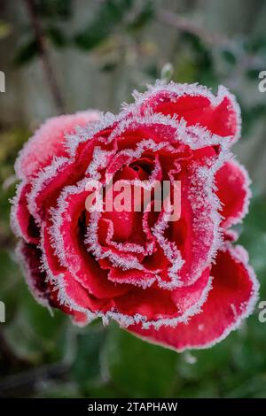 Pétales de rose recouverts de givre en gros plan par un matin d'hiver extrêmement froid. Banque D'Images