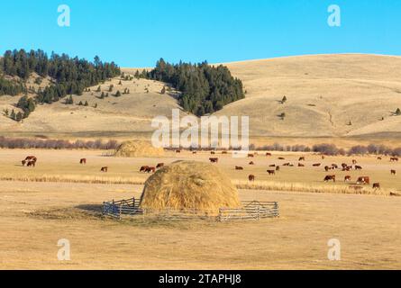 meules de foin et bétail sur un ranch dans la vallée de threemile creek près d'avon, montana Banque D'Images