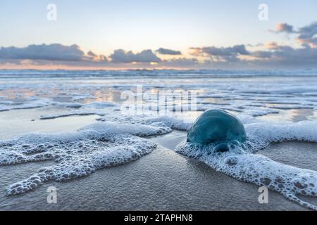 Chou bleu mort (poulpe de Rhizostoma) échoué sur la plage Banque D'Images